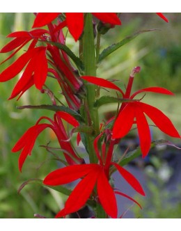 Lobelia cardinalis - močvirska lobelija