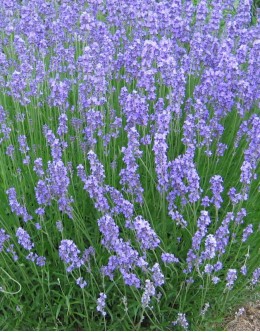 Lavandula angustifolia 'Grosso' - daje veliko eteričnega olja, sivka