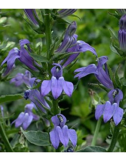 Lobelia siphilitica 'Blue Selection' - modra močvirska lobelija