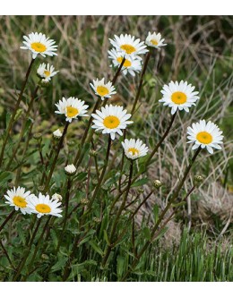 Leucanthemum vulgare (ircutianum) – navadna ivanščica