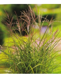 Miscanthus sinensis 'Ferner Osten' - rdečerjavo cvetoči trstikovec Miscanthus sinensis 'Ferner Osten' - rdečerjavo cvetoči trstikovec