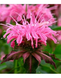 Monarda didyma 'Rose Knight' - rožnata monarda