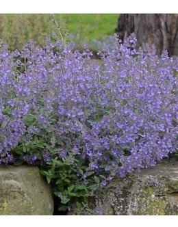 Nepeta fassenii 'Six Hills Giant' - visoka nepeta, mačja meta, odganja polže