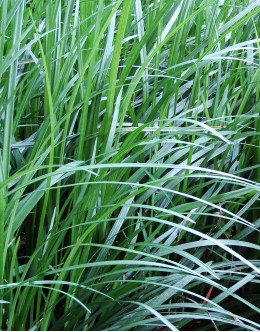 Ophiopogon japonicus - japonska šmarnica