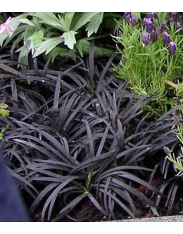 Ophiopogon planiscapus 'Nigrescens' - črnolistna japonska šmarnica