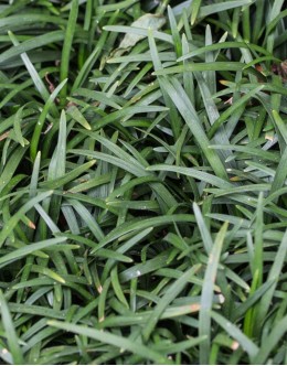 Ophiopogon japonicus 'Minor' - pritlikava japonska šmarnica