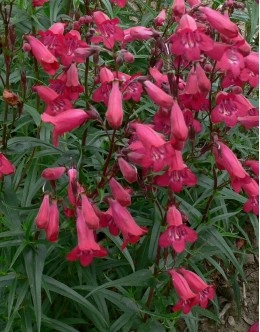 Penstemon hybridus 'Garnet' - visoki penstemon (Primorje) Penstemon hybridus 'Garnet' - visoki penstemon (Primorje)