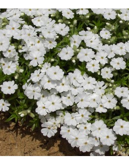 Phlox subulata - bela iglasta plamenka Phlox subulata - bela iglasta plamenka