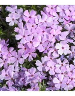 Phlox subulata - svetlovijola iglasta plamenka Phlox subulata - svetlovijola iglasta plamenka