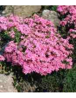 Phlox subulata - roza iglasta plamenka Phlox subulata - roza iglasta plamenka