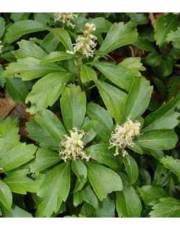 Pachysandra terminalis - debelačka