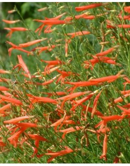 Penstemon pinifolius - nizki iglasti penstemon Penstemon pinifolius - nizki iglasti penstemon