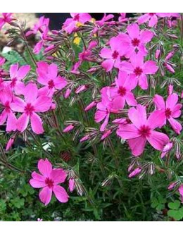 Phlox subulata 'Red Wings' - iglasta plamenka Phlox subulata 'Red Wings' - iglasta plamenka
