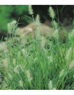Pennisetum alopecuroides 'Litle Buny ' - pritlikava perjanka 