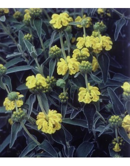 Phlomis fruticosa - sivo kosmato listje (zimska zaščita), flomis, jeruzalemski žajbelj Phlomis fruticosa - sivo kosmato listje (zimska zaščita), flomis, jeruzalemski žajbelj