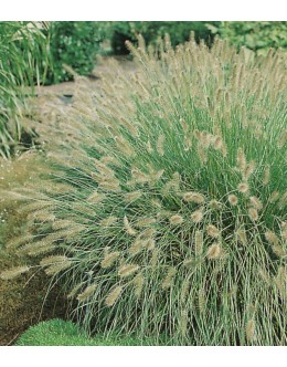 Pennisetum alopecuroides 'Hameln' -zgodnja jap.perjanka 