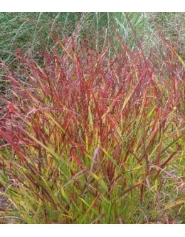 Panicum virgatum 'Rehbraun' - proso, rdečkasto listje 