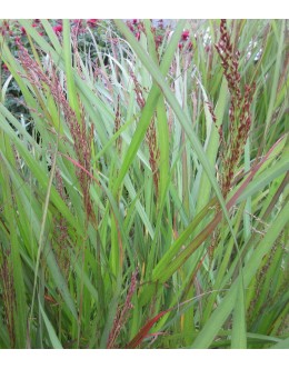 Panicum virgatum 'Varrior' - proso, temen cvet 