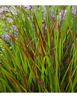 Panicum virgatum 'Rotstrahlbusch' (Haense Herms) - jeseni rdeče proso 