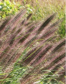 Pennisetum alopecuroides 'Herbstfreunde' - zgodnja, zelo veliki klasi