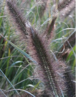 Pennisetum alopecuroides 'Moudry' - pozna, zelo temni veliki klasi