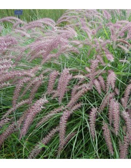 Pennisetum orientale 'Karley Rose' - mladi cvetovi roza-rdeči