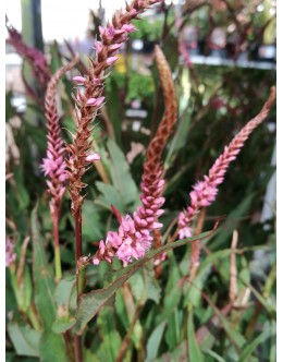 Persicaria amplexicaulis 'Pink Ellephant' – roza nizka persikarija Persicaria amplexicaulis 'Pink Ellephant' – roza nizka persikarija