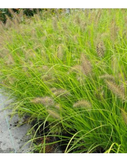 Pennisetum alopecuroides 'Hameln Gold' -zgodnja jap.perjanka, rumeno listje 