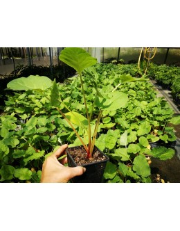 Rheum rhabarbarum - užitna rabarbara