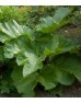 Rheum rhabarbarum - užitna rabarbara Rheum rhabarbarum - užitna rabarbara