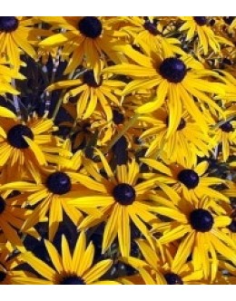 Rudbeckia sullivanti (fulgida) 'Goldsturm' - rudbekija