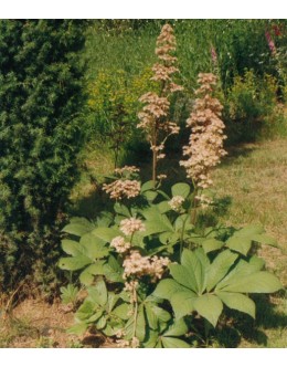Rodgersia x pinnata - rodgersija (lonec 13)