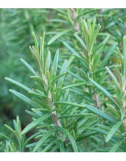 Rosmarinus officinalis 'Arp' - prezimnotrden rožmarin