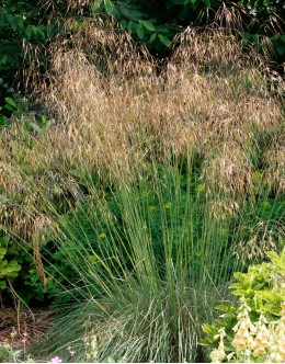 Stipa gigantea - velika bodalica