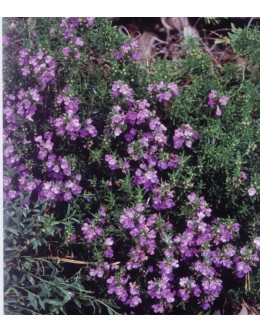 Satureja montana ssp.illyrica (subspicata) - pritlikavi ilirski šetraj