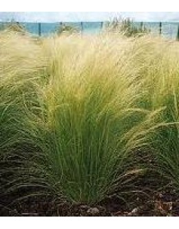 Stipa tenuissima - nežna bodalica 