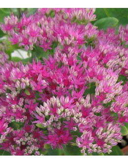 Sedum spectabile 'Lisa' - vijolarožnata hermelika Sedum spectabile 'Lisa' - vijolarožnata hermelika