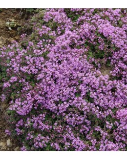 Thymus serpyllum 'Magic Carpet' - nizki pokrovni timijan Thymus serpyllum 'Magic Carpet' - nizki pokrovni timijan